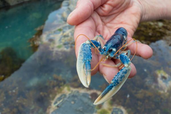 C:\fakepath\National Lobster Hatchery, Padstow